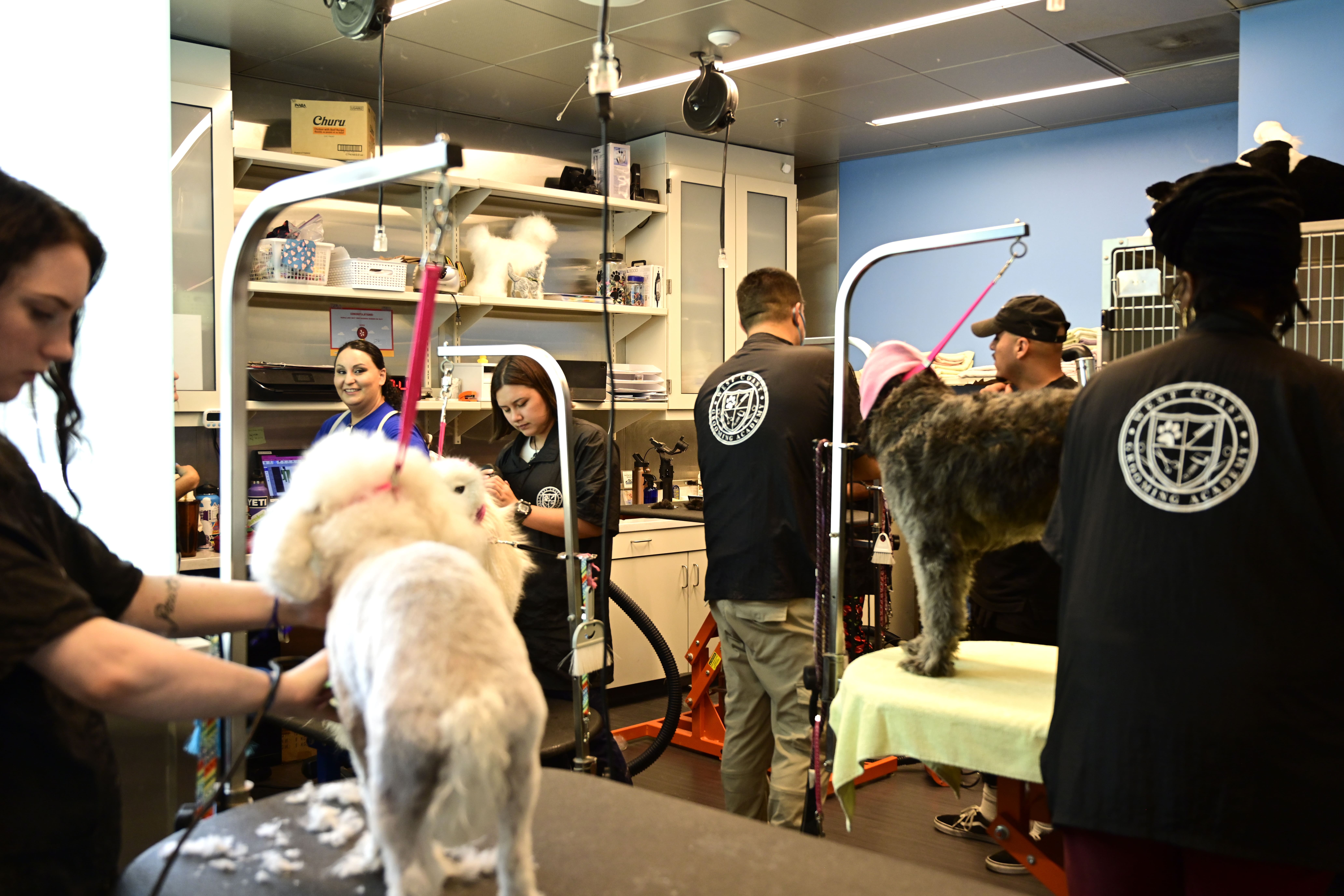 MIPP Thumbnail michelson institute for pet professions studients