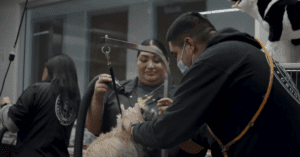 Michelson Institute for Pet Professions students blowing drying a terrier dog during a training session