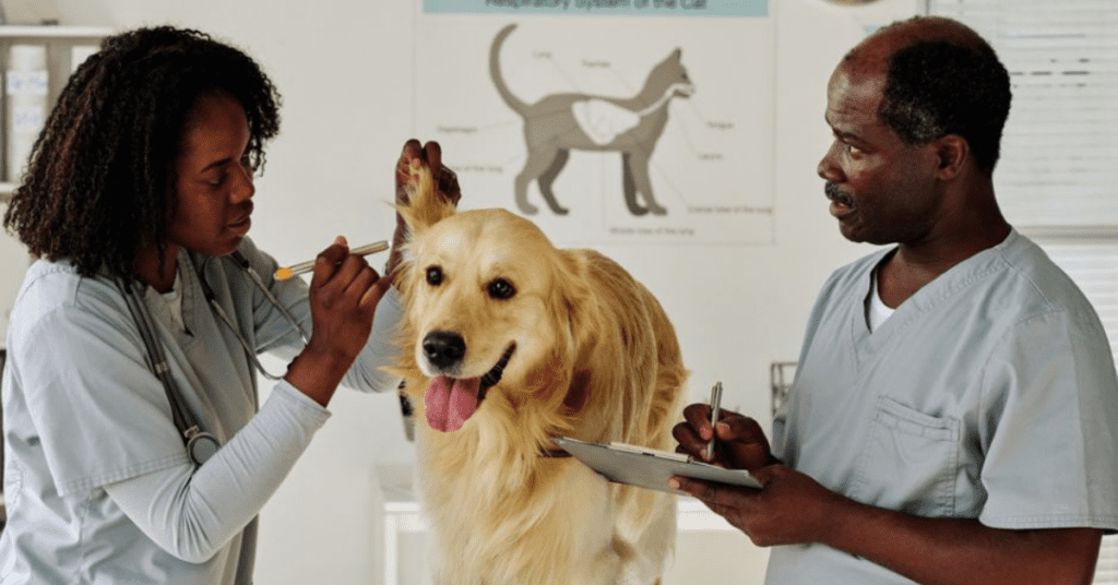 What the Vet Shortage Teaches us About the Future of Pet Care
