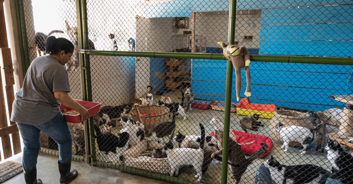 Animal Shelter Cats 