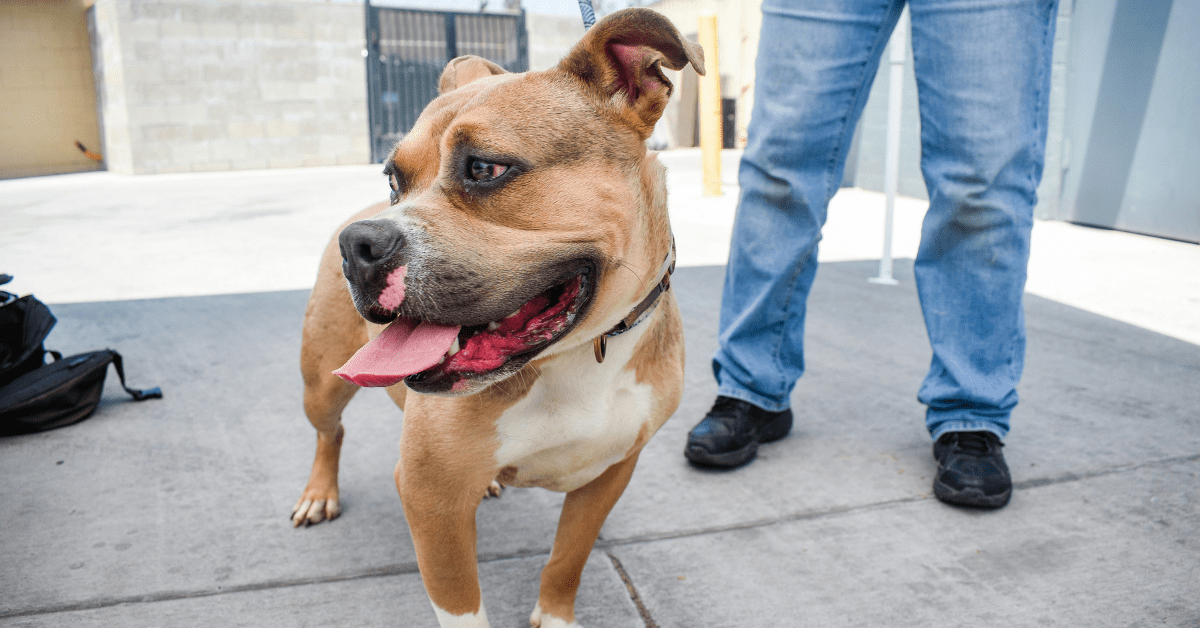 Bully Pit at Animal Shelter