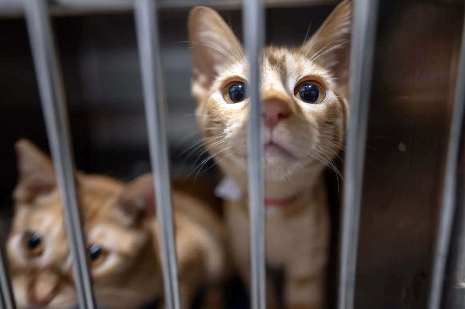 LA’s Animal Shelters Need Immediate Relief. A Back-to-Basics Approach can Provide It